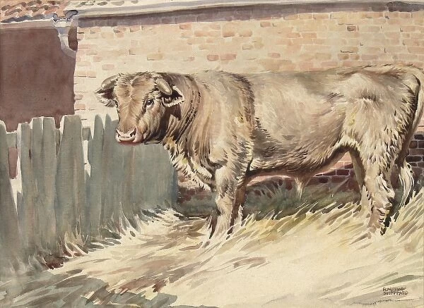 A Bull in a farmyard pen