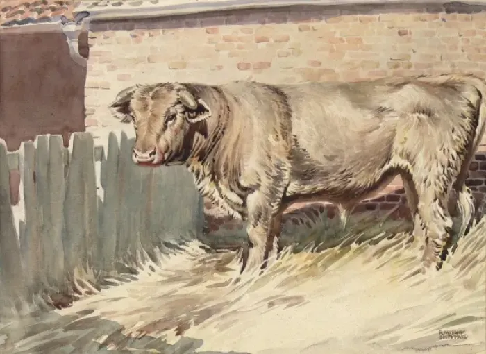Framed Print : A Bull in a farmyard pen Framed Print : A Bull in a farmyard pen