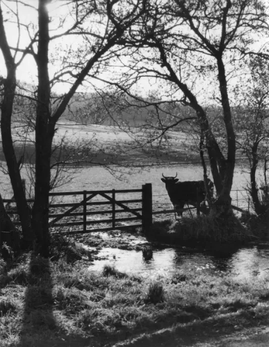 Framed Print : Bull Beside a Gate Framed Print : Bull Beside a Gate