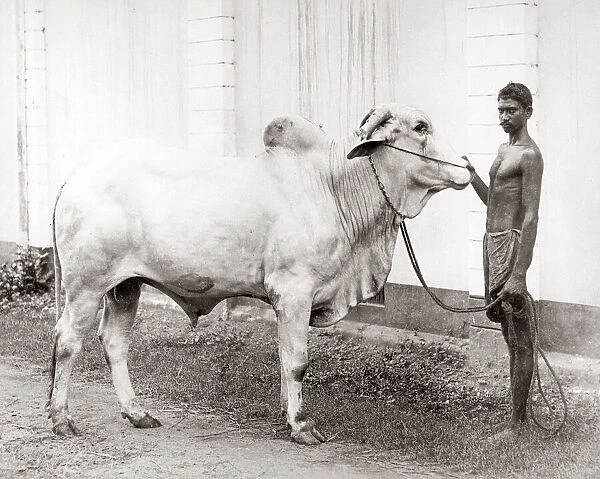 Bull and native handler, India, c. 1880 s