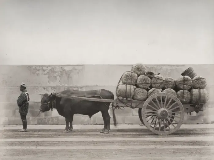 Framed Print : Bull, ox cart loaded with bales, Japan Framed Print : Bull, ox cart loaded with bales, Japan