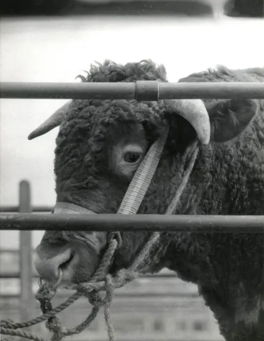 Framed Print : Bull for sale at Newton Abbot Livestock Market, Devon Framed Print : Bull for sale at Newton Abbot Livestock Market, Devon