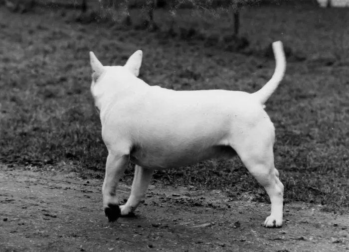 Framed Print : BULL TERRIER / 1971 Framed Print : BULL TERRIER / 1971