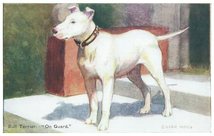 Framed Print : Bull Terrier Framed Print : Bull Terrier