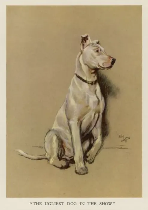 Framed Print : Bull Terrier Aldin Framed Print : Bull Terrier Aldin