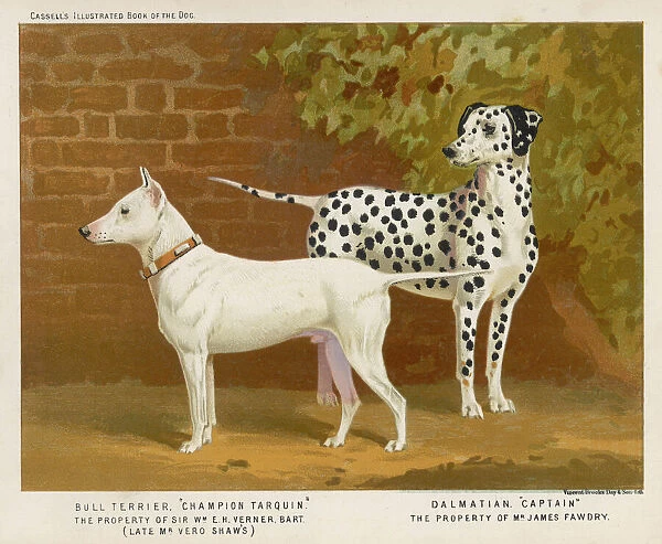 Bull Terrier & Dalmatian