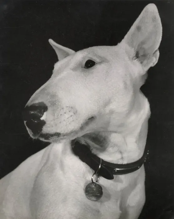Framed Print : Bull terrier dog, with collar and ID tag Date: 1950s Framed Print : Bull terrier dog, with collar and ID tag Date: 1950s