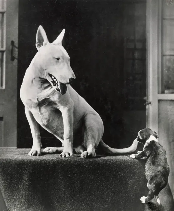 Framed Print : Bull terrier dog watching a puppy Date: 1950s Framed Print : Bull terrier dog watching a puppy Date: 1950s