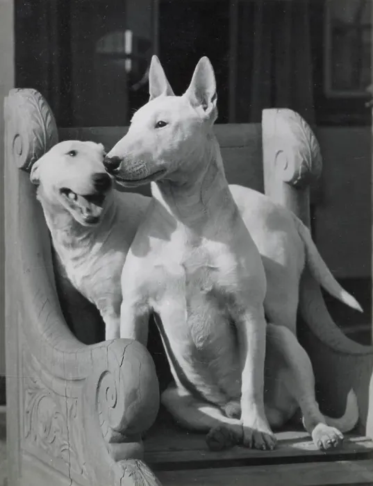 Framed Print : Two Bull terrier dogs in a carved chair Date: 1950s Framed Print : Two Bull terrier dogs in a carved chair Date: 1950s