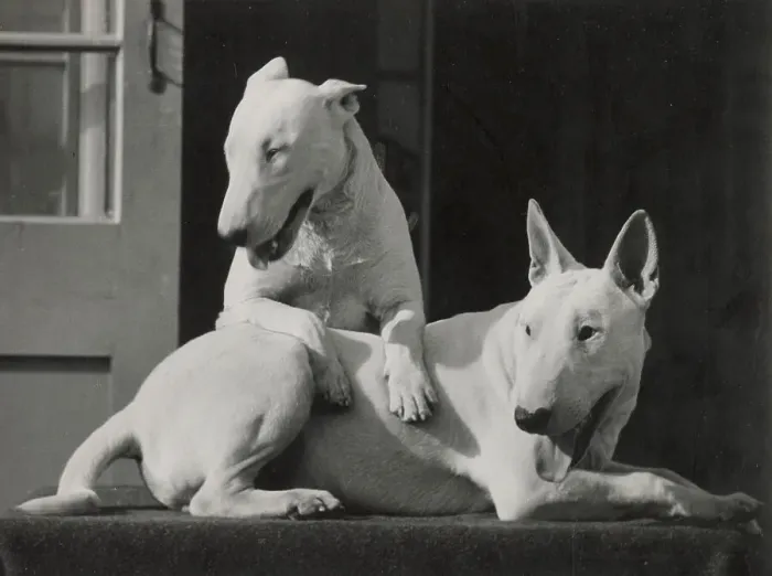 Framed Print : Two Bull terrier dogs enjoying the sunshine Date: 1950s Framed Print : Two Bull terrier dogs enjoying the sunshine Date: 1950s