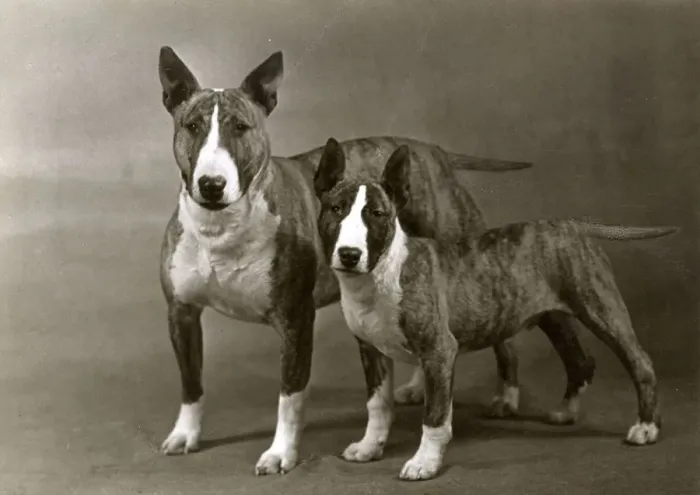 Framed Print : BULL TERRIER ND PUPPY Framed Print : BULL TERRIER ND PUPPY