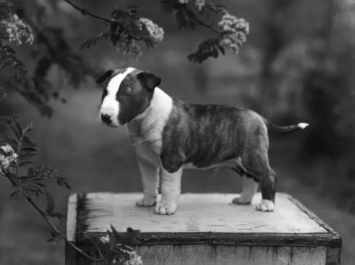 Framed Print : BULL TERRIER PUPPY / 1956 Framed Print : BULL TERRIER PUPPY / 1956