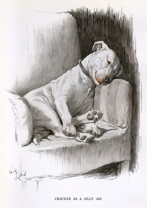 Framed Print : Bull terrier relaxing in an armchair Framed Print : Bull terrier relaxing in an armchair