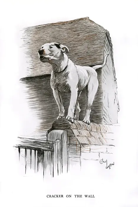 Framed Print : Bull terrier standing on a wall Framed Print : Bull terrier standing on a wall