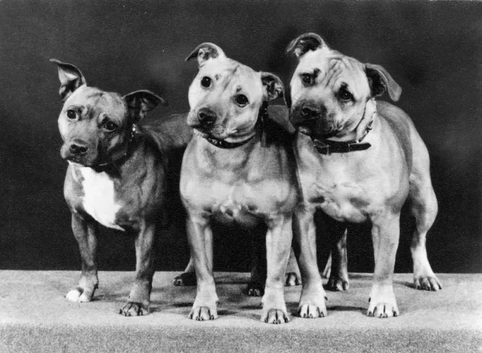 Framed Print : THREE BULL TERRIERS / 1979 Framed Print : THREE BULL TERRIERS / 1979