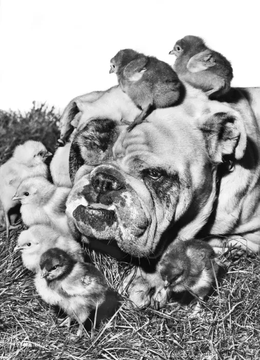 Framed Print : Bulldog and Chicks Framed Print : Bulldog and Chicks