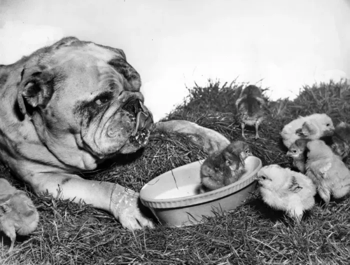 Framed Print : Bulldog and chicks Framed Print : Bulldog and chicks
