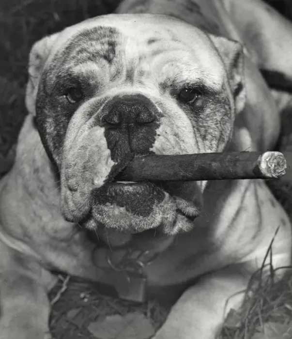 Framed Print : Bulldog with cigar Framed Print : Bulldog with cigar