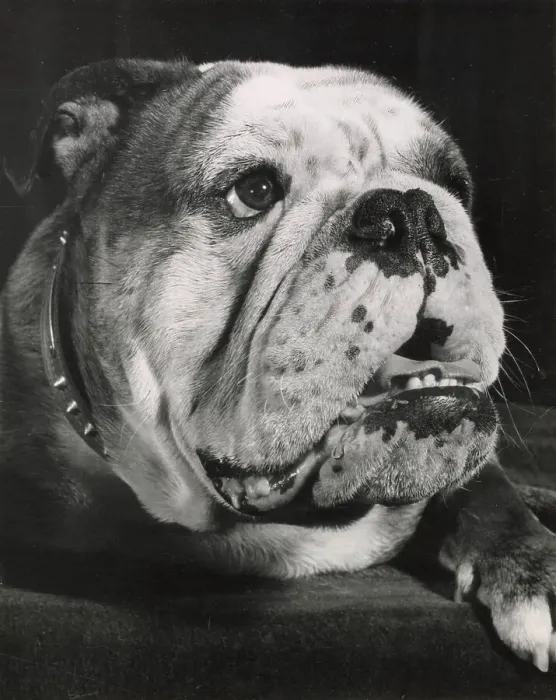 Framed Print : Bulldog in closeup Date: 1950s Framed Print : Bulldog in closeup Date: 1950s