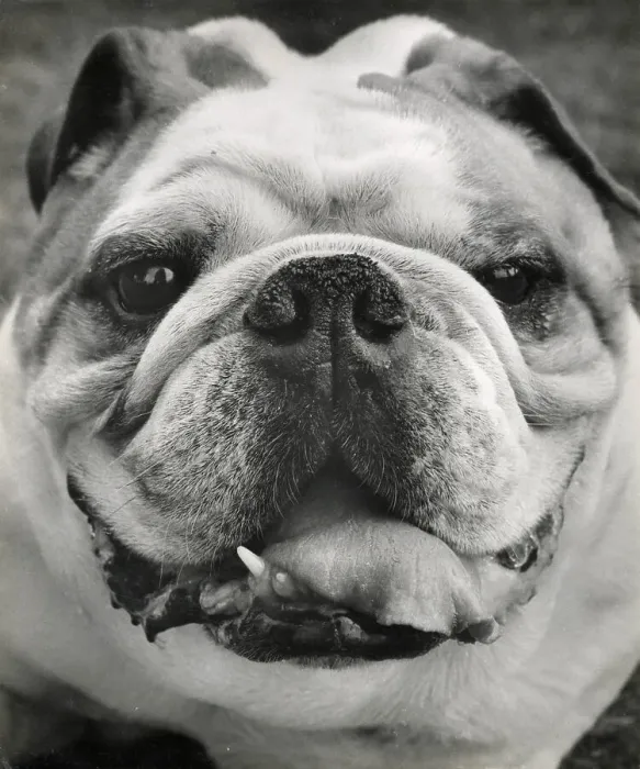 Framed Print : Bulldog in closeup Date: 1950s Framed Print : Bulldog in closeup Date: 1950s