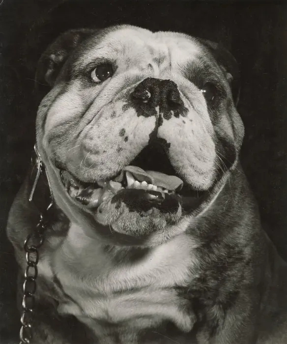 Framed Print : Bulldog in closeup Date: 1950s Framed Print : Bulldog in closeup Date: 1950s