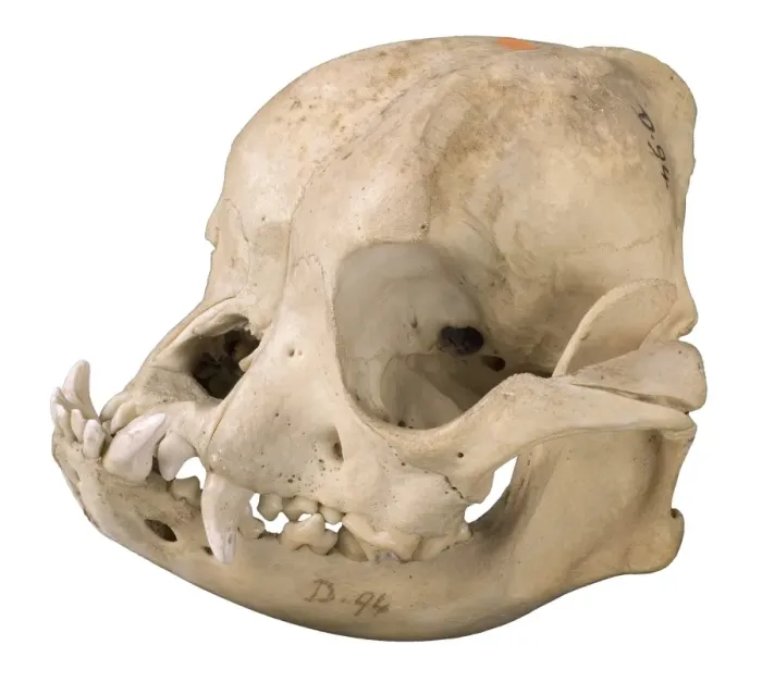 Framed Print : Bulldog cranium 1906 Framed Print : Bulldog cranium 1906