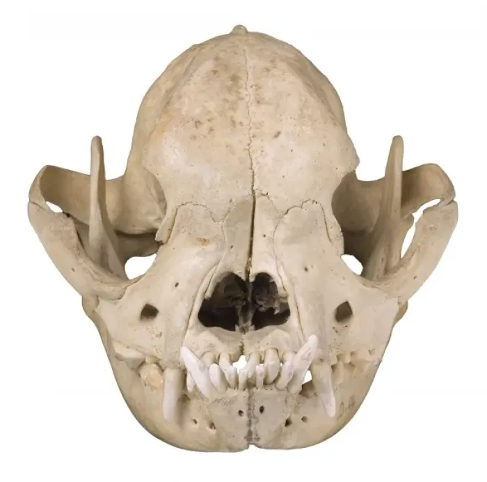 Framed Print : Bulldog cranium 1906 Framed Print : Bulldog cranium 1906