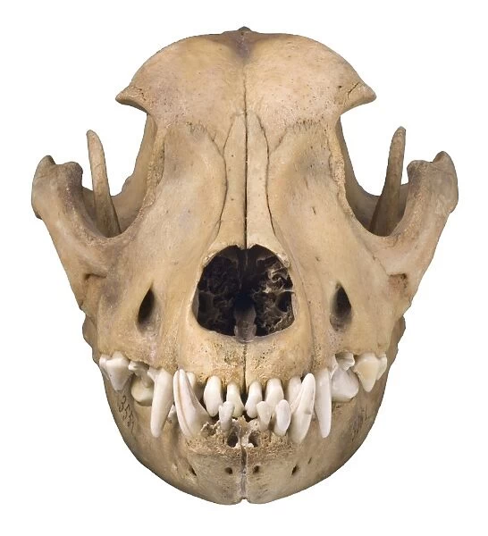 Bulldog cranium c. 1860