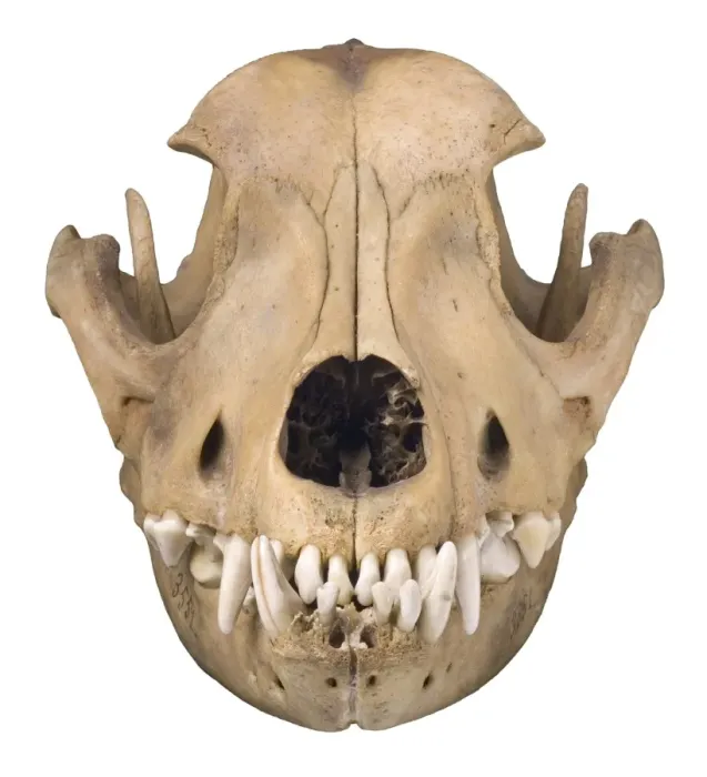 Framed Print : Bulldog cranium c. 1860 Framed Print : Bulldog cranium c. 1860