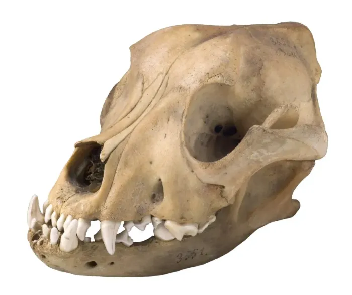 Framed Print : Bulldog cranium c. 1860 Framed Print : Bulldog cranium c. 1860