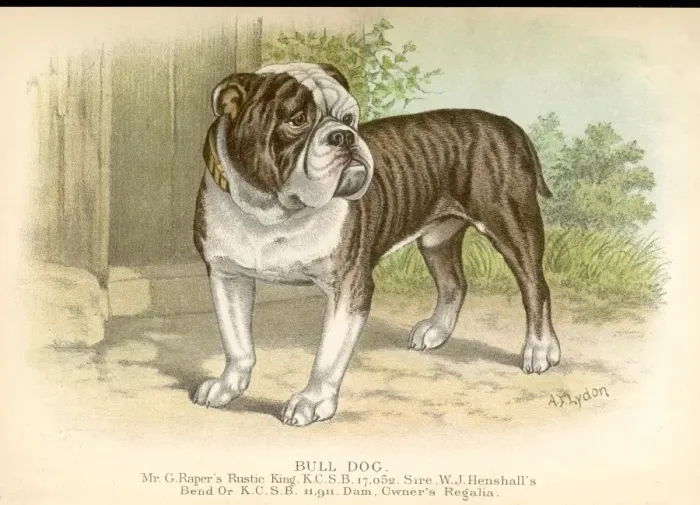 Framed Print : Bulldog / Dalziel Framed Print : Bulldog / Dalziel