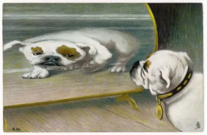 Framed Print : Bulldog Distorted - 1 Framed Print : Bulldog Distorted - 1
