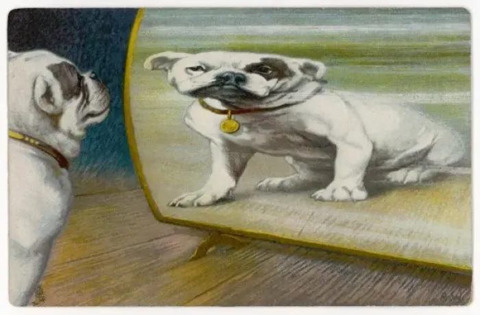 Framed Print : Bulldog Distorted - 3 Framed Print : Bulldog Distorted - 3