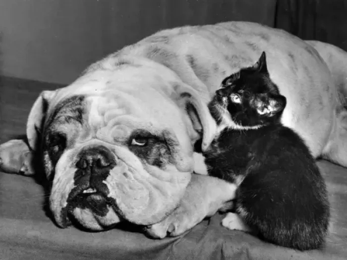Framed Print : Bulldog and Kitten Framed Print : Bulldog and Kitten