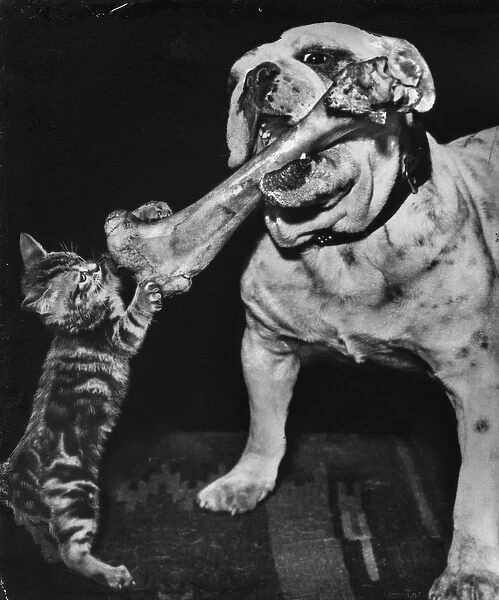 Bulldog and kitten with bone