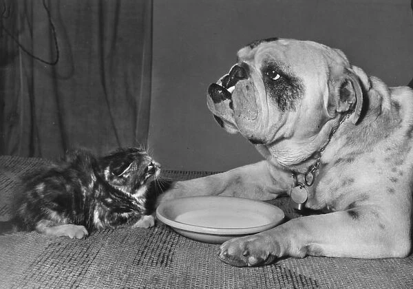 Bulldog and kitten with saucer of milk