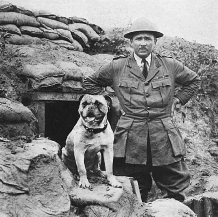 Framed Print : A bulldog mascot of a Canadian regiment in France Framed Print : A bulldog mascot of a Canadian regiment in France