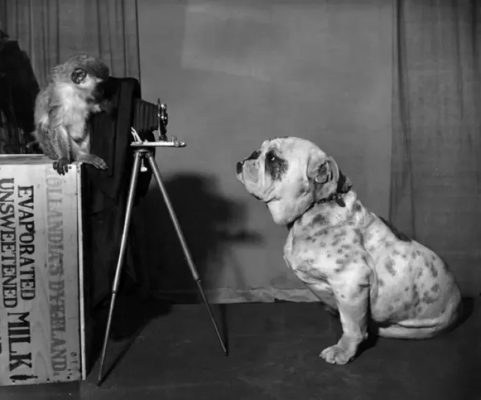 Framed Print : Bulldog and Monkey with camera Framed Print : Bulldog and Monkey with camera