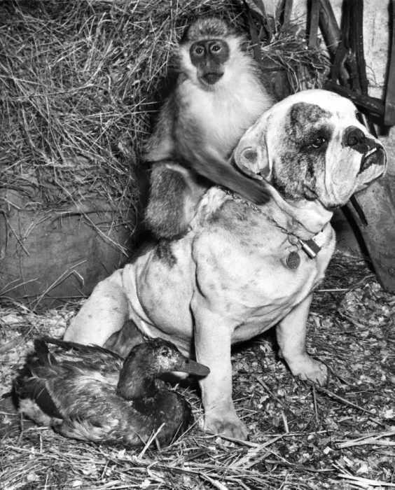 Framed Print : Bulldog, Monkey and Duck Framed Print : Bulldog, Monkey and Duck