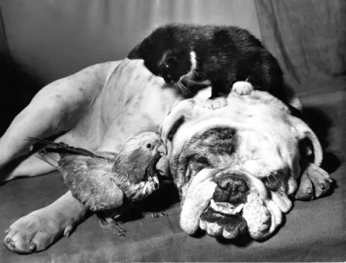 Framed Print : Bulldog, Parakeet and Kitten Framed Print : Bulldog, Parakeet and Kitten