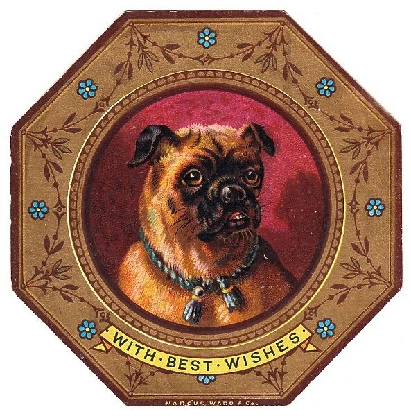 Bulldog on plate design on a greetings card