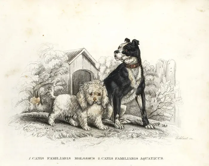 Framed Print : Bulldog and poodle Framed Print : Bulldog and poodle