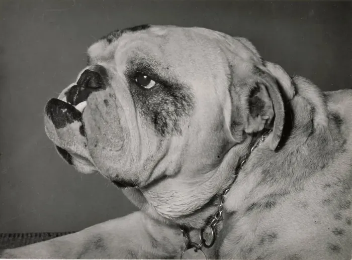 Framed Print : Bulldog in profile Date: 1950s Framed Print : Bulldog in profile Date: 1950s