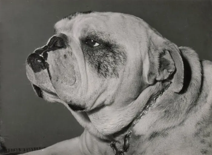 Framed Print : Bulldog in profile Date: 1950s Framed Print : Bulldog in profile Date: 1950s
