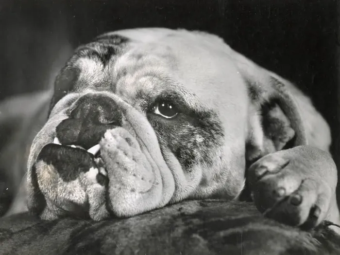 Framed Print : Bulldog resting its head Date: 1950s Framed Print : Bulldog resting its head Date: 1950s