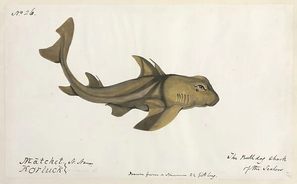 Bulldog shark illustration
