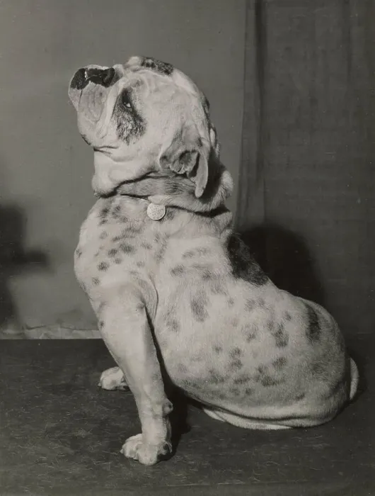 Framed Print : Bulldog sitting in profile Date: 1950s Framed Print : Bulldog sitting in profile Date: 1950s