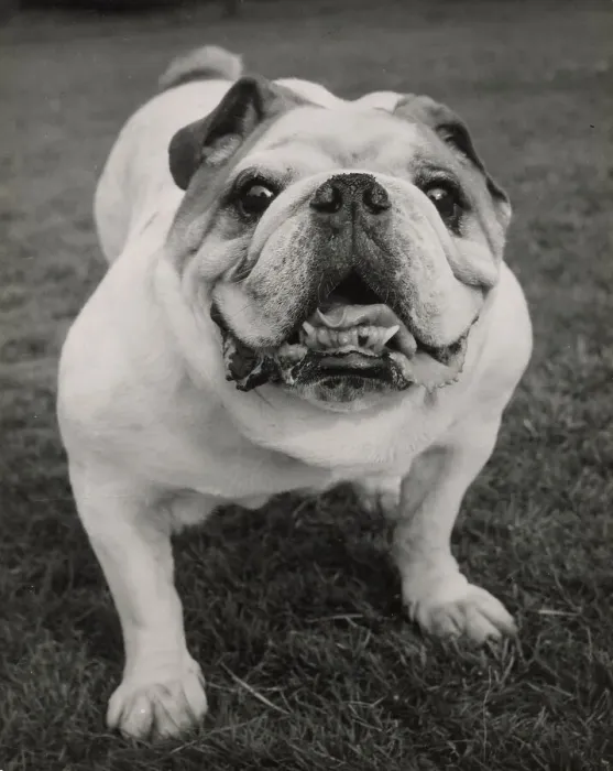 Framed Print : Bulldog standing Date: 1950s Framed Print : Bulldog standing Date: 1950s