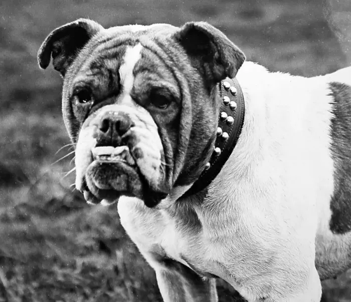 Framed Print : Bulldog - Victorian period Framed Print : Bulldog - Victorian period
