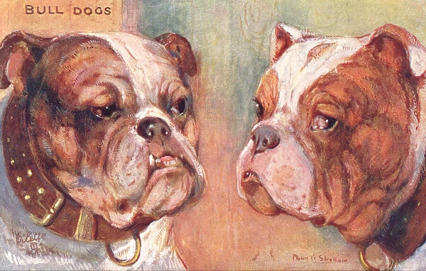 Bulldogs. Two fierce-looking bulldogs. Artist: Philip Stretton. Date: 1908